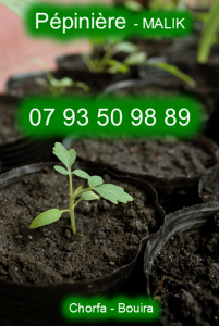 متجر مشتلي لمختلف أنواع النباتات المنزلية والخارجية/مالك /0793509889/شرفة البويرة الجزائر